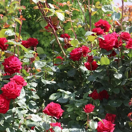 Valencia Gardens Luxury * Νεσέμπαρ