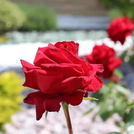 Valencia Gardens Luxury * Nesebar