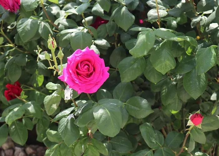 아파트 Valencia Gardens Luxury