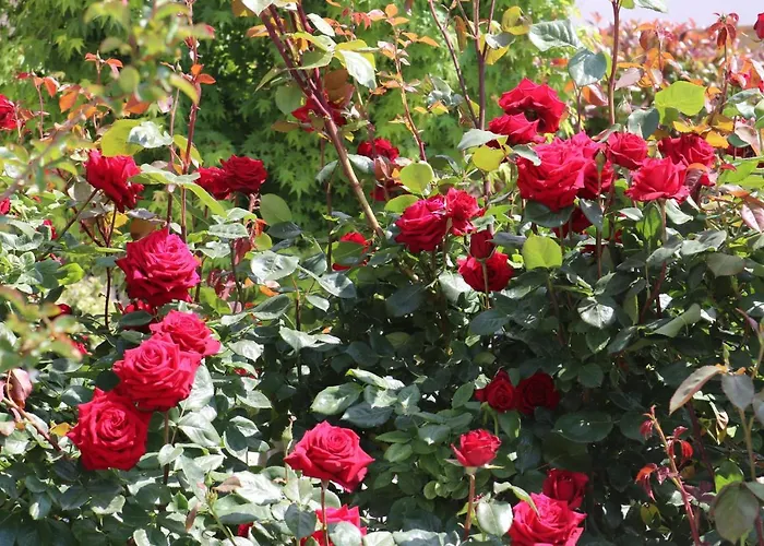 Valencia Gardens Luxury * Несебър