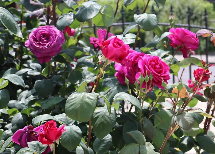 Valencia Gardens Luxury