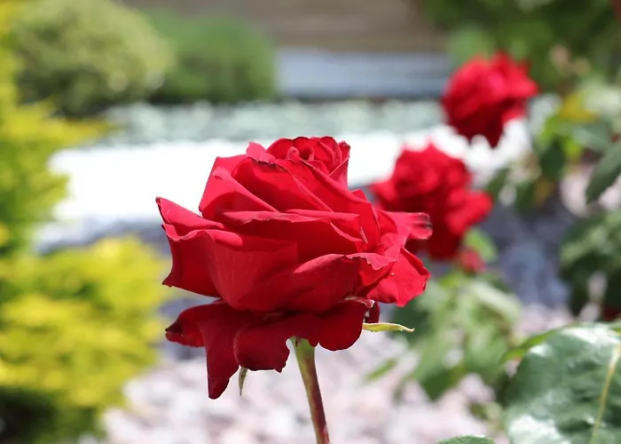 Valencia Gardens Luxury * 네세부르